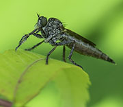 Flying Insects